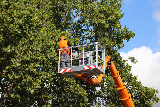 Best Commercial Tree Services  in Los Lunas, NM